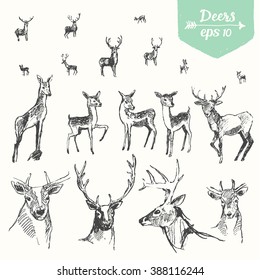 Set of hand drawn deers, vintage illustration, sketch
