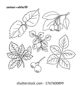 Conjunto de bayas y hojas dibujadas a mano. Ilustración vectorial de naturaleza incolora (contorno negro con relleno blanco)