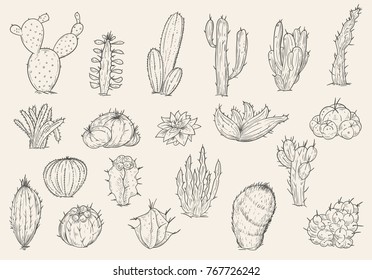 Set of hand drawn different cactuses in sketch vintage style. Vector illustration.