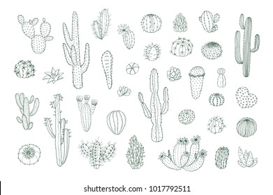 Set of hand drawn different line cactuses in sketchy doodle style. Vector illustration.