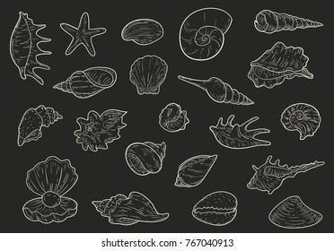 Set of hand drawn different seashells in sketch vintage style. Marine vector illustration.