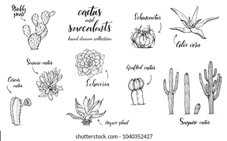 Set of hand drawn different succulent plants and cactuses in sketch style. Vector illustration. Decorative floral design elements for prints, patterns, decoration needs. Sketch style illustration.