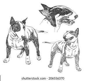 Set of hand drawn dogs. Bull terrier. Vector illustration.