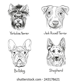 Set of hand drawn dogs, vector illustration