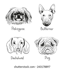 Set of hand drawn dogs, vector illustration