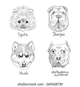 Set of hand drawn dogs, vector illustration