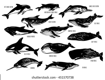 Set of hand drawn dolphins and whales. Silhouettes isolated on white.