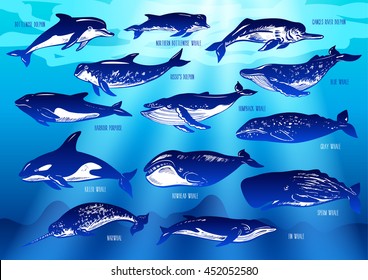 Set of hand drawn dolphins and whales on underwater background.