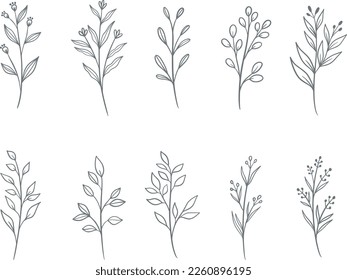 Set of hand drawn doodle floral elements. vector graphic botanical elements