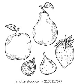 Set of hand drawn doodle fruits and berries - apple and pear, strawberry and fig. Vector illustration in style of linear drawings for design, decor and decoration