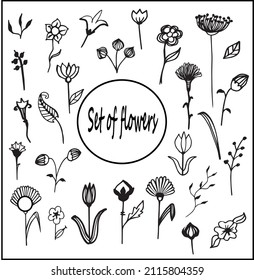 Set of hand drawn doodle herbs and flowers on a white background