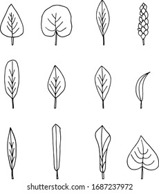 Set of hand drawn doodle leaves.  Black shapes with different forms. Leaf shape. birch, aspen, Linden, willow. vector illustration isolated on white background.