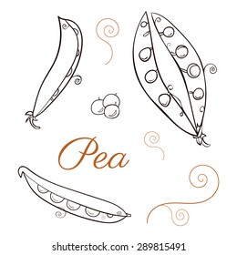 Set of hand drawn Doodle pea, vector sketch