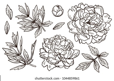 Set of Hand Drawn doodle peony flowers and herbs vintage floral elements. For anti stress coloring book on white background