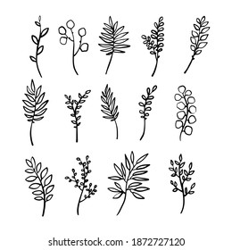 Set of hand drawn doodle vector branches of different plants for posters, greeting cards, web, clothes, wrapping paper. Floral outline elements isolated on white background.
