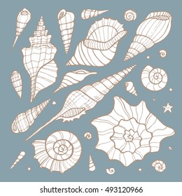 Set of hand drawn doodle vector seashells. Nature sea vector set.