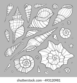 Set of hand drawn doodle vector seashells. Nature sea vector set.