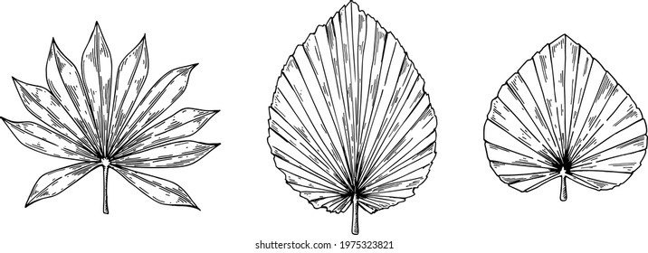 Set of hand drawn dried palm tree leaves isolated on white. Vector illustration in sketch style