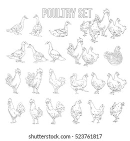 Set of hand drawn duck and chicken. 