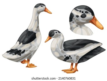 A set of hand drawn ducks The breed of Black and White magpie duck