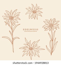 Set of hand drawn edelweiss flowers