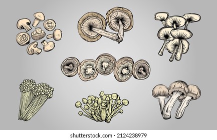 Set of hand drawn edible mushrooms in vector illustration.