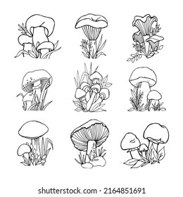 Set of hand drawn edible mushrooms