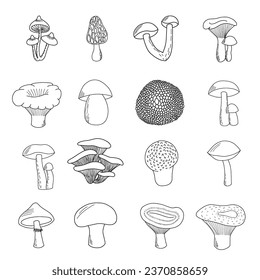 Set of hand drawn edible mushrooms. Porcini mushroom, boletus, chanterelle , camelina , russula, morel, truffle, milk mushroom, honey mushroom, champignon, puffball mushroom, moss 