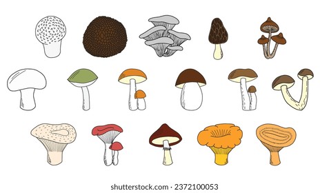 Set of hand drawn edible mushrooms. Porcini, boletus, chanterelle, camelina mushroom, russula, morel, truffle, milk mushroom, honey mushroom, champignon, puffball mushroom, moss mush