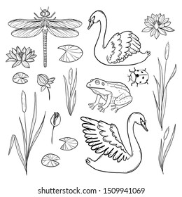 Set of hand drawn elements represents water wildlife: swan, frog, dragonfly, ladybird, rush and waterlily. Collection can be used for coloring page and to compose own background. Vector image, outline