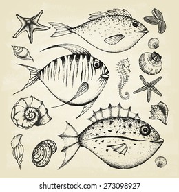 Set of hand drawn elements seafood and sea shells, starfish, sea horse. Retro vintage style seafood design. Vector illustration.