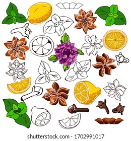 set of hand drawn elements of spices. Multicolor and black and white elements on the white background. Set for design menu , food magazine, and icon for culinary websites