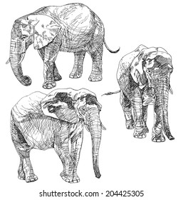 Set of hand drawn elephants.