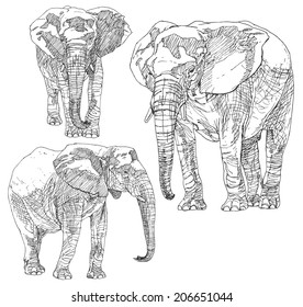Set of hand drawn elephants.