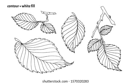 Set of hand drawn elm leaves in doodle style with black contour and white fill. Isolated nature vector illustration on white background