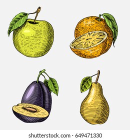 set of hand drawn, engraved fresh fruits, vegetarian food, plants, vintage looking green apple, orange and pear, plum.