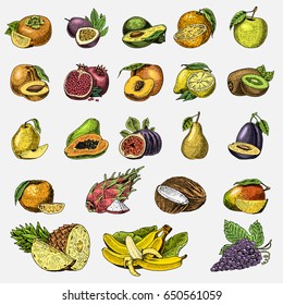 set of hand drawn, engraved fresh fruits, vegetarian food, plants, vintage orange and apple, grape with coconut, dragonfruit, pear, peach, plum