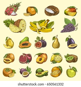 set of hand drawn, engraved fresh fruits, vegetarian food, plants, vintage orange and apple, grape with coconut, gragonfruit, pear, peach, plum