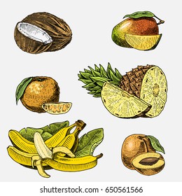 Conjunto de frutas frescas dibujadas a mano, grabadas, comida vegetariana, plantas, coco vintage, mango y mandarina, piña con plátanos, albaricoque