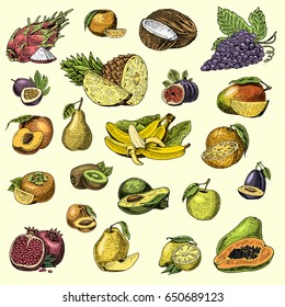 set of hand drawn, engraved fresh fruits, vegetarian food, plants, vintage orange and apple, grape with coconut, dragonfruit, pear, peach, plum.