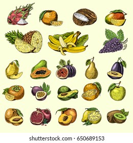 set of hand drawn, engraved fresh fruits, vegetarian food, plants, vintage orange and apple, grape with coconut, dragonfruit, pear, peach, plum.