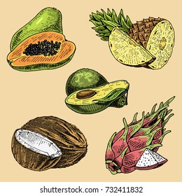set of hand drawn, engraved fresh fruits, vegetarian food, plants, vintage orange and apple, grape with coconut, gragonfruit, pear, peach, plum.