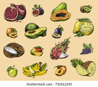 set of hand drawn, engraved fresh fruits, vegetarian food, plants, vintage orange and apple, grape with coconut, gragonfruit, pear, peach, plum.