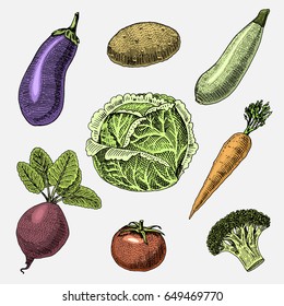 set of hand drawn, engraved vegetables, vegetarian food, plants, vintage looking cabbage, eggplant and beetroot, tomatoes and broccoli, carrot and zucchini.