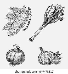 set of hand drawn, engraved vegetables, vegetarian food, plants, vintage looking cucumber, onion and garlic, leeks