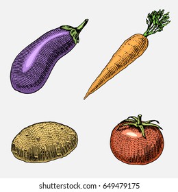 set of hand drawn, engraved vegetables, vegetarian food, plants, vintage looking carrot, potato and tomato, eggplant.