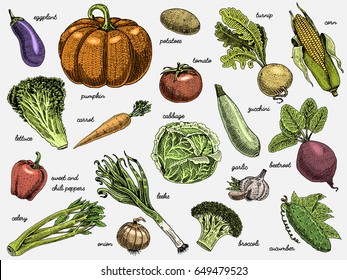 set of hand drawn, engraved vegetables, vegetarian food, plants, vintage looking pumpkin, cabage and tomato, lettuce with carrot, corn and others