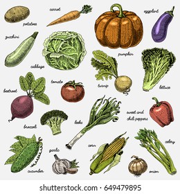 set of hand drawn, engraved vegetables, vegetarian food, plants, vintage looking pumpkin, cabage and tomato, lettuce with carrot, corn and others