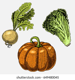 set of hand drawn, engraved vegetables, vegetarian food, plants, vintage looking pumpkin for halloween, lettuce and turnip