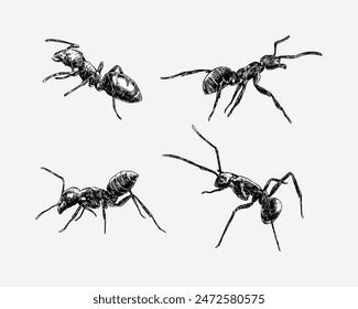 Set of hand drawn engraving of an ant. isolated on white background. insect, animal concept. colored vector illustration.